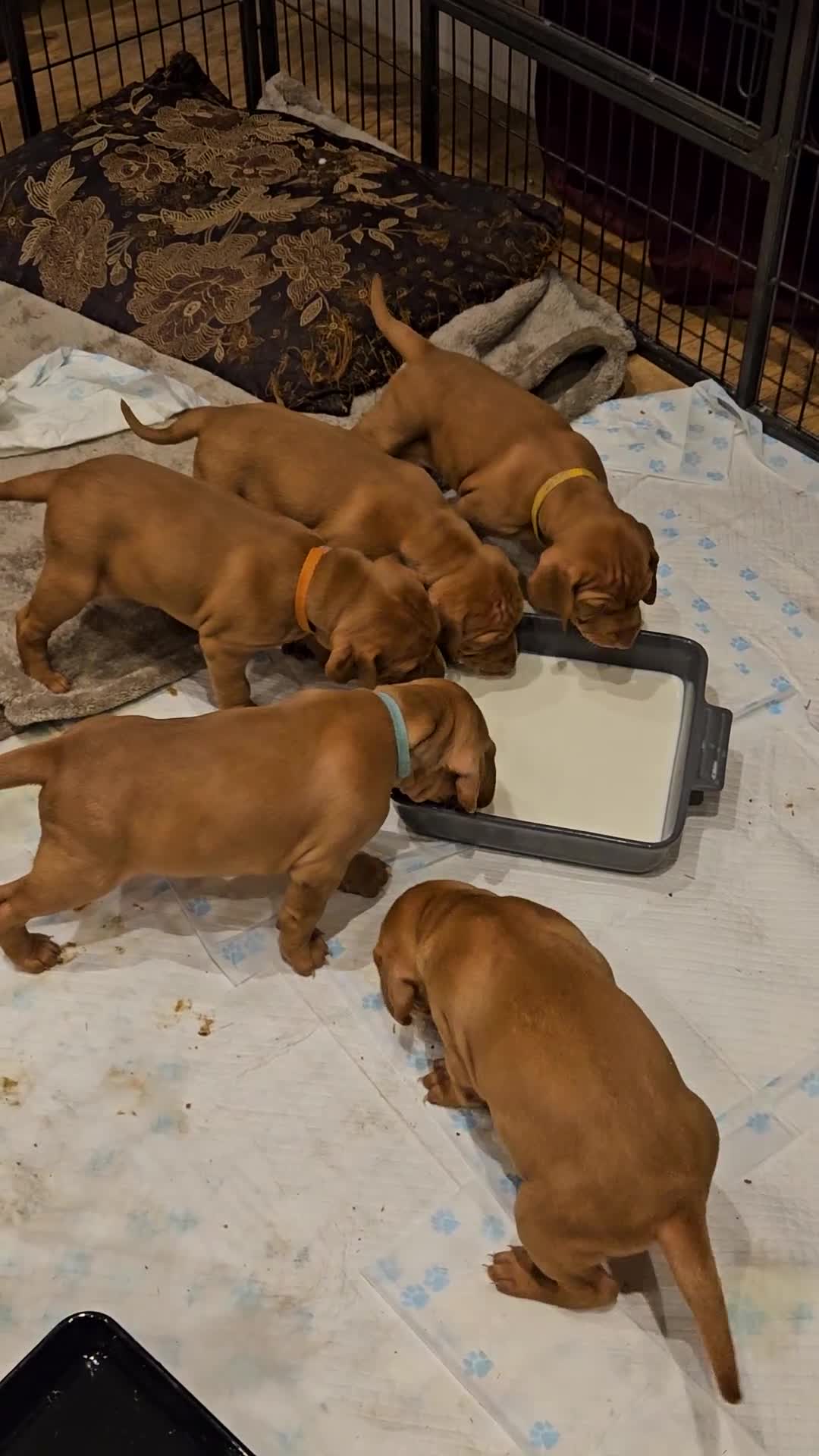 Hungarian Vizsla dogs for sale: Health checked KC reg strong Visla puppies.  - Video 1