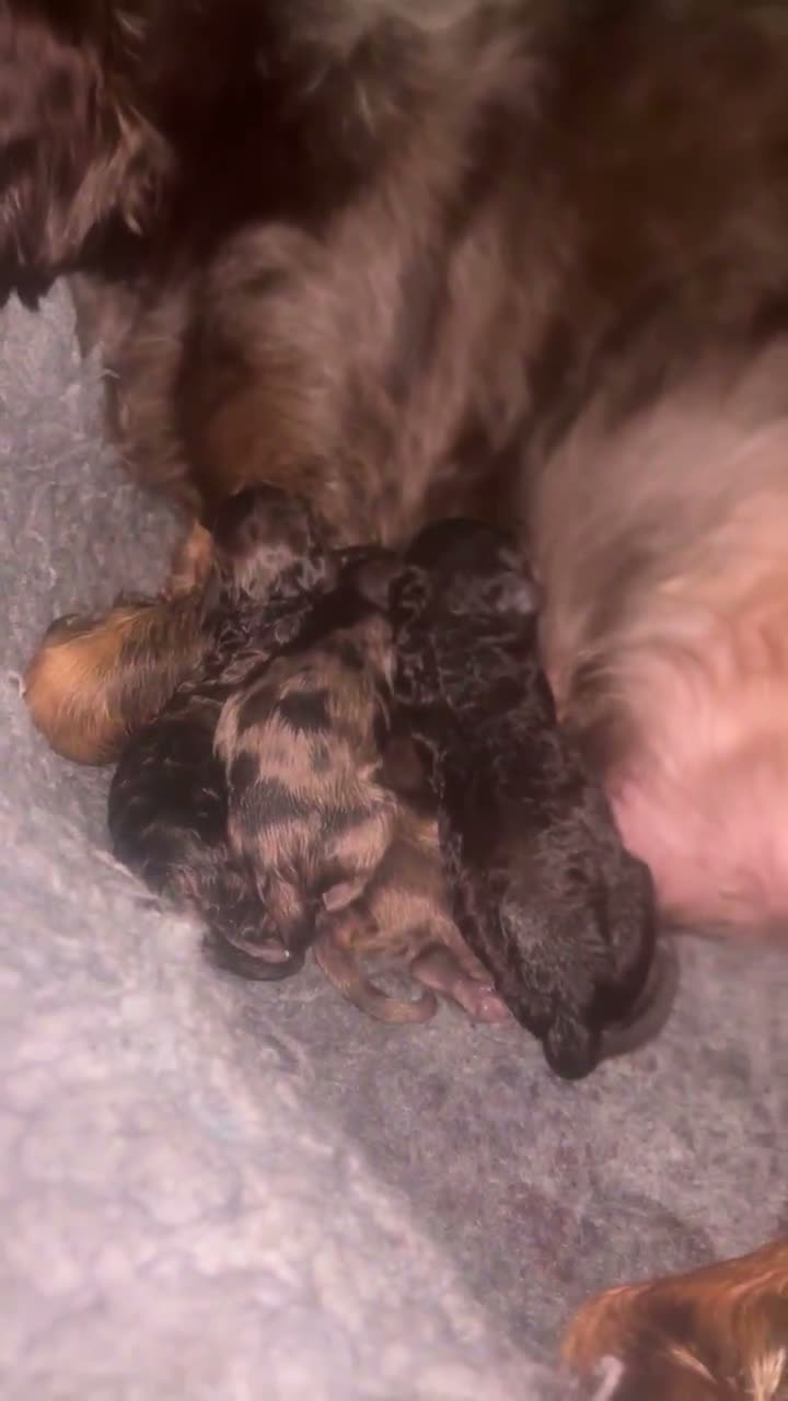 Cockapoo dogs for sale: Gorgeous Cockapoos from health-tested parents. - Video 1