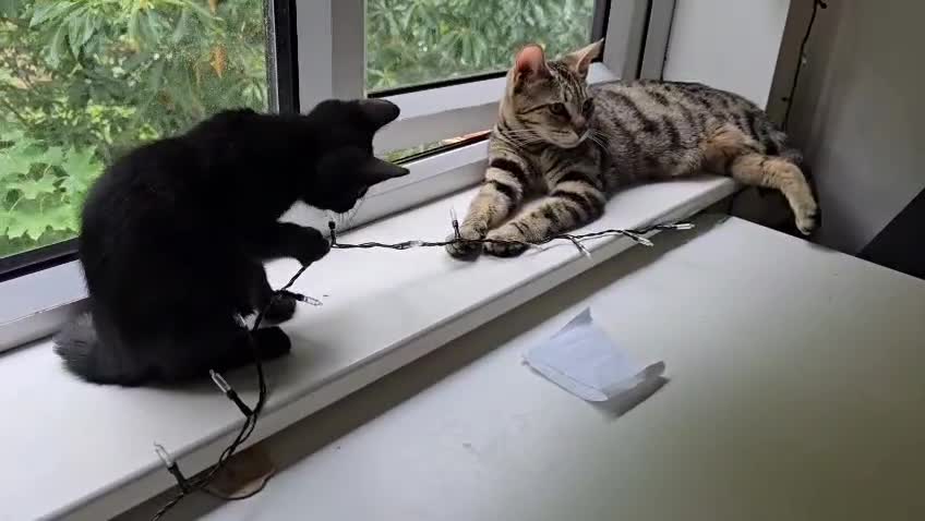 Bengal cats for sale: Bengal kittens - Video 1