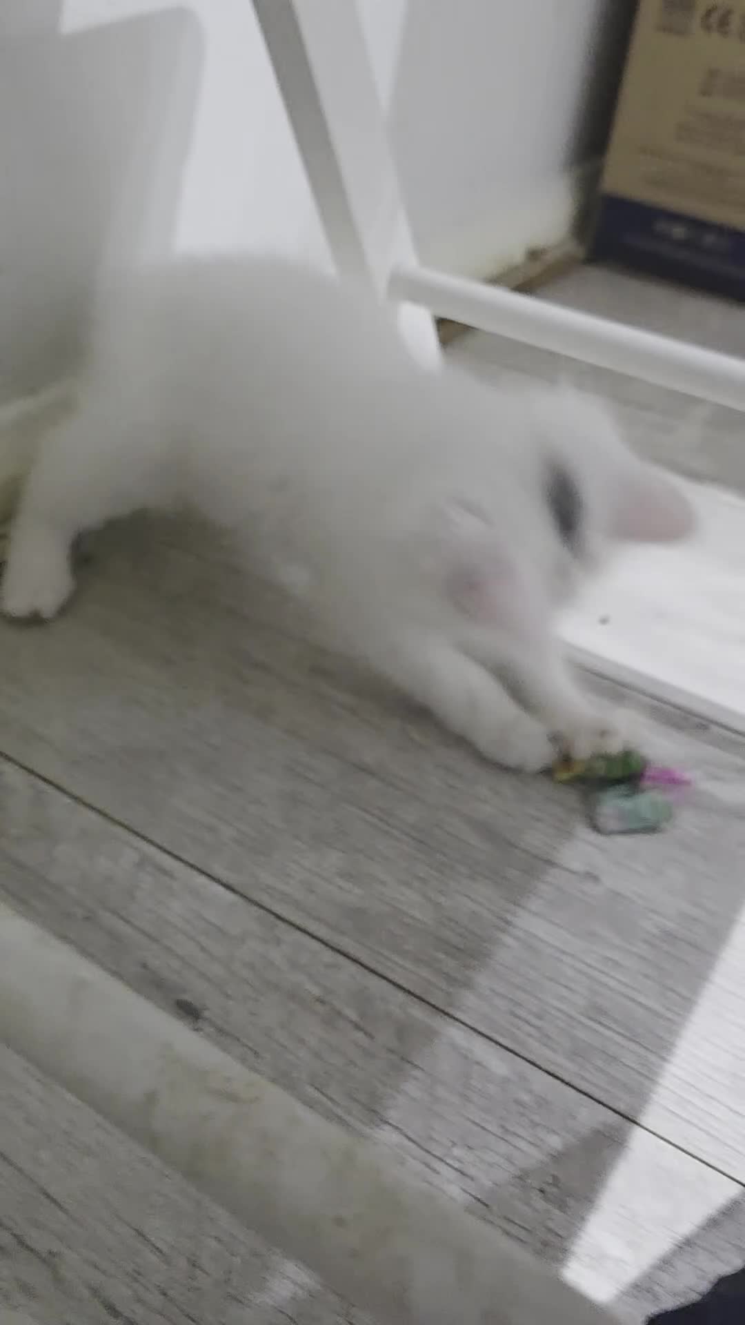 Turkish Angora cats for sale: Long-haired kittens - Video 1