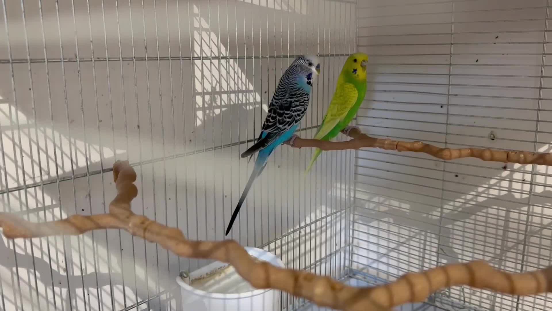 Budgerigars birds for sale: Pair of Budgies looking for a loving home - Video 1
