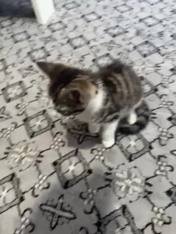 British Shorthair cats for sale: Small cat - Video 1