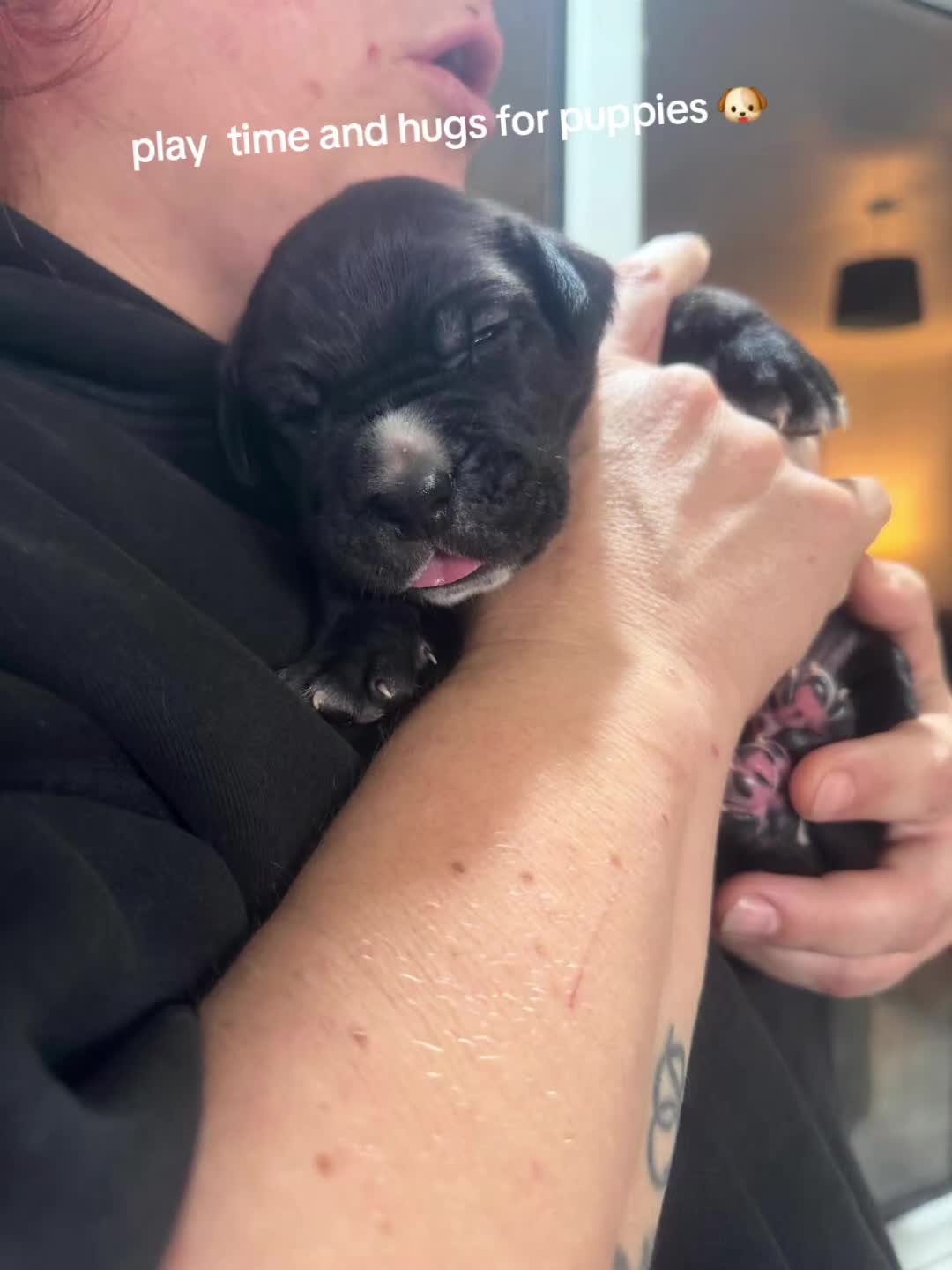 Cane Corso dogs for sale: Cane corso  puppies  4 weeks  old - Video 4
