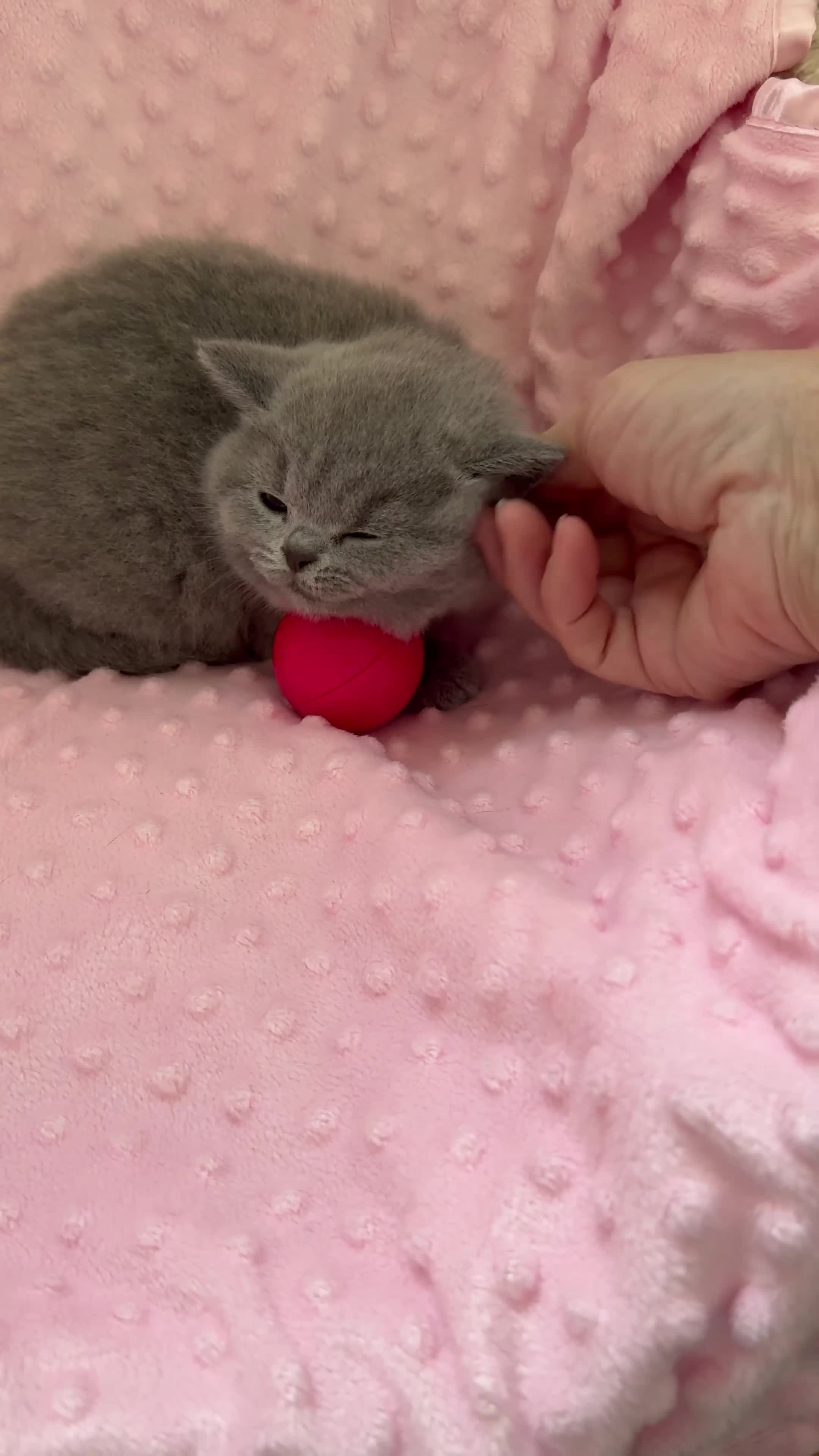 British Shorthair cats for sale: IGRCH & GRCH Sired GCCF reg British Shorthair  - Video 1