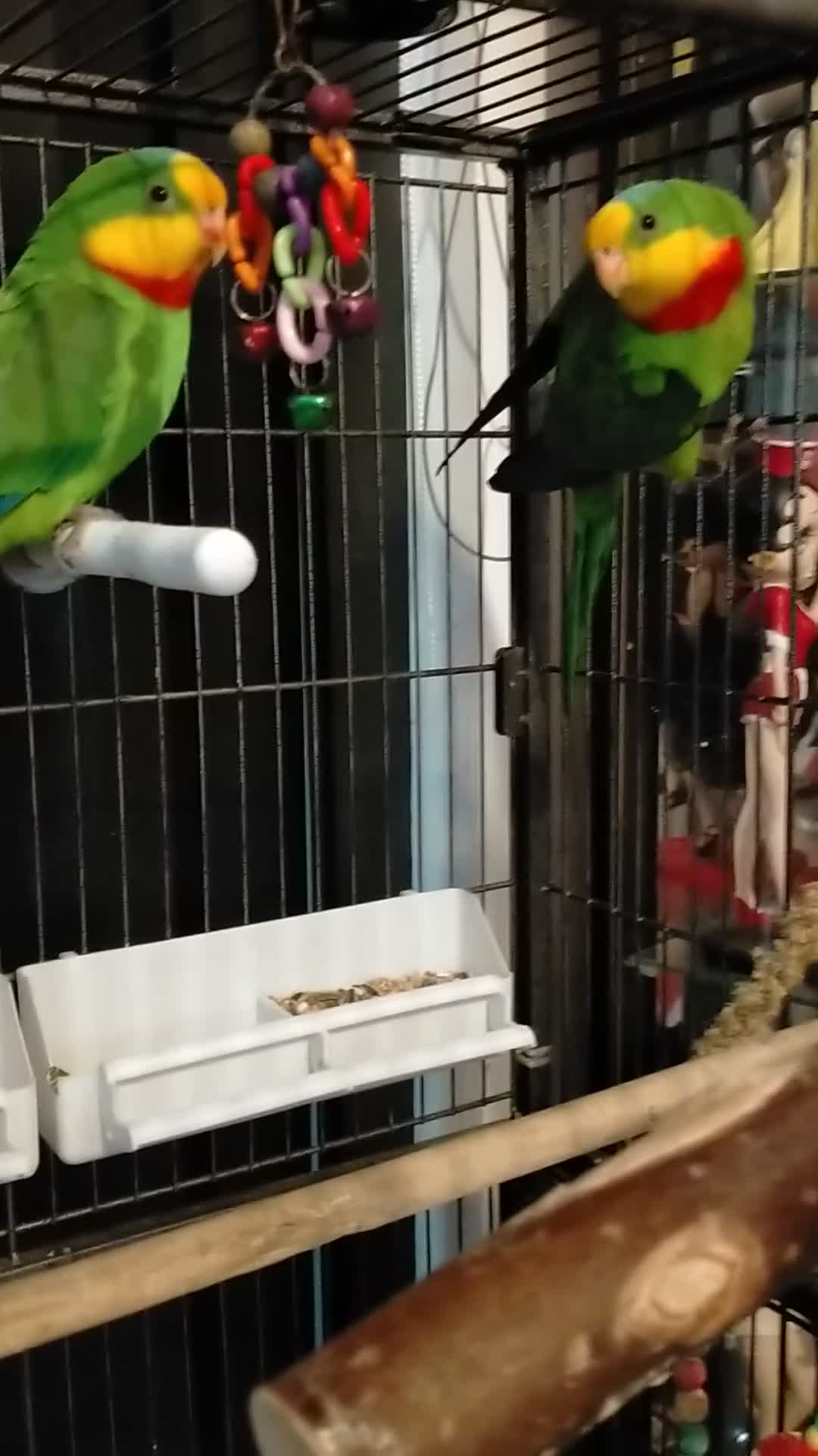 Parakeets birds for sale: Australian Barraband Parakeets - Video 1