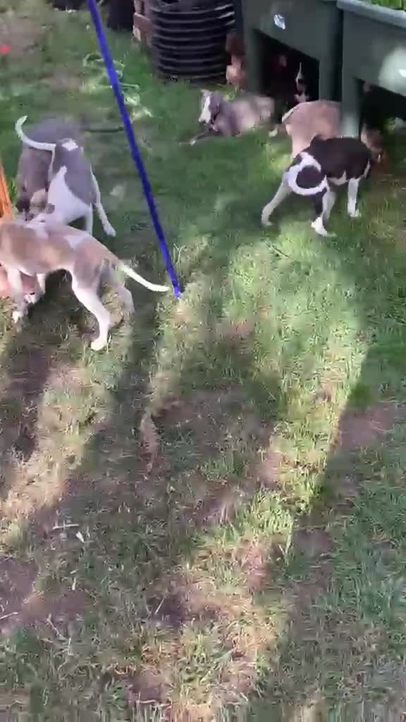 Whippet dogs for sale: Beautiful k.c. whippet puppies in Doncaster - Video 1