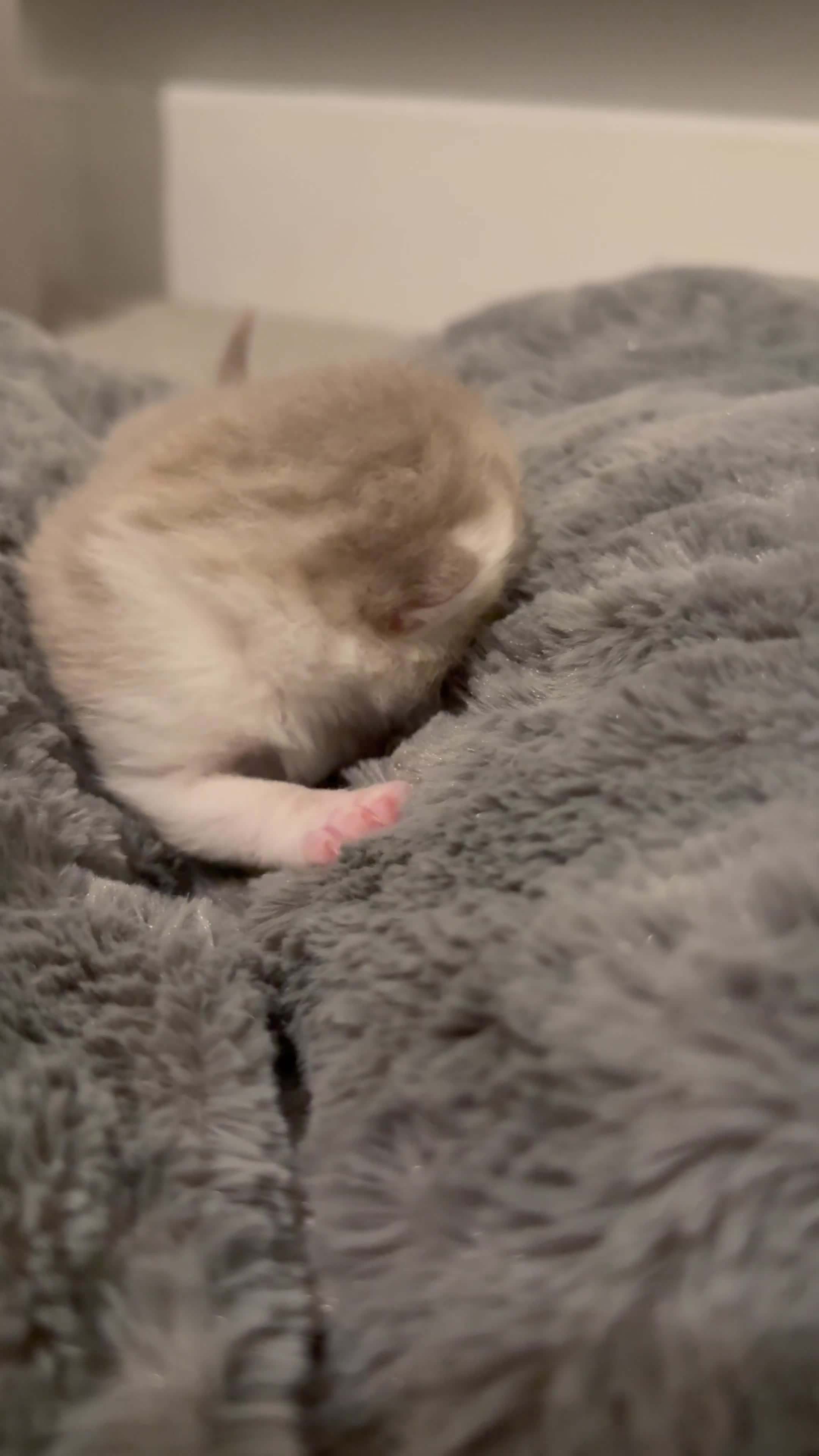 British Shorthair cats for sale: BSH KITTENS FOR SALE (price negotiable) - Video 3