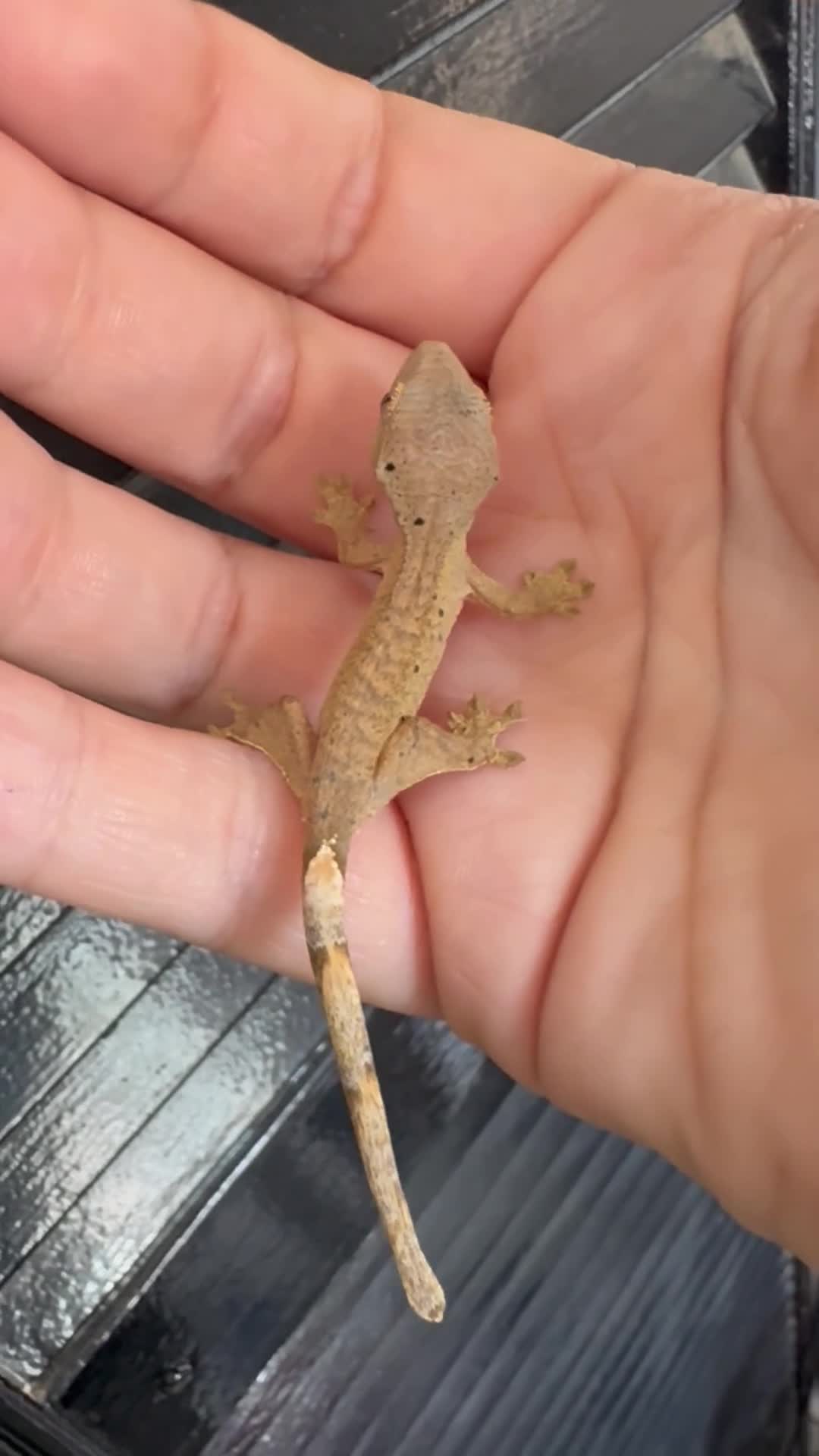 Gecko reptiles for sale: Crested Gecko Babies - Video 3