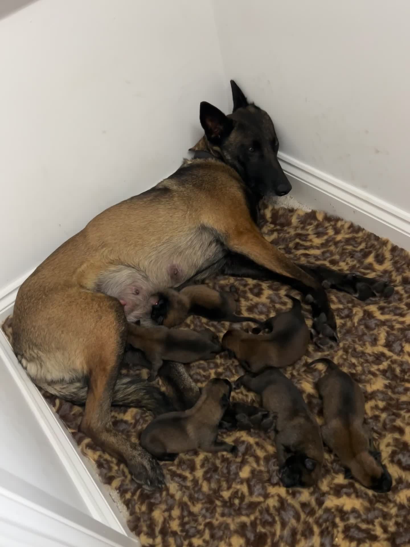 Belgian Shepherd Dog dogs for sale: Belgian Malinois puppies  - Video 1