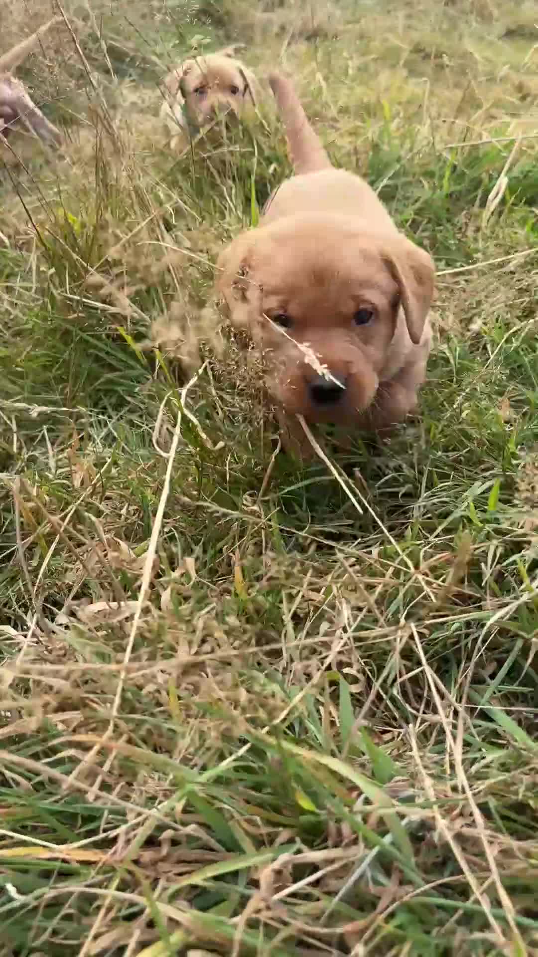 Labrador Retriever dogs for sale: Gorgeous fox red and yellow Labrador puppies  - Video 1