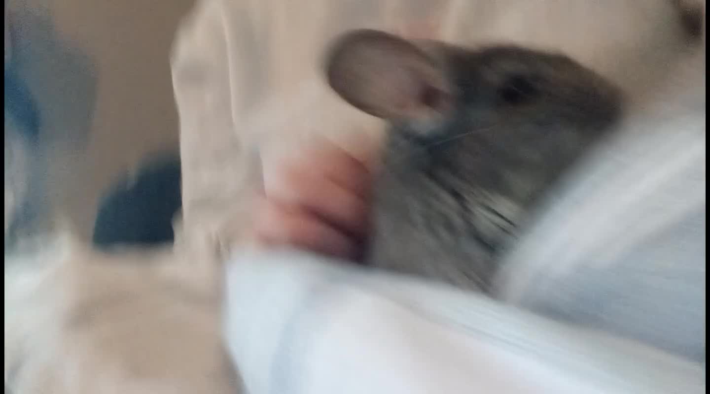 Chinchilla rodents for sale: 3 chinchillas - Video 1
