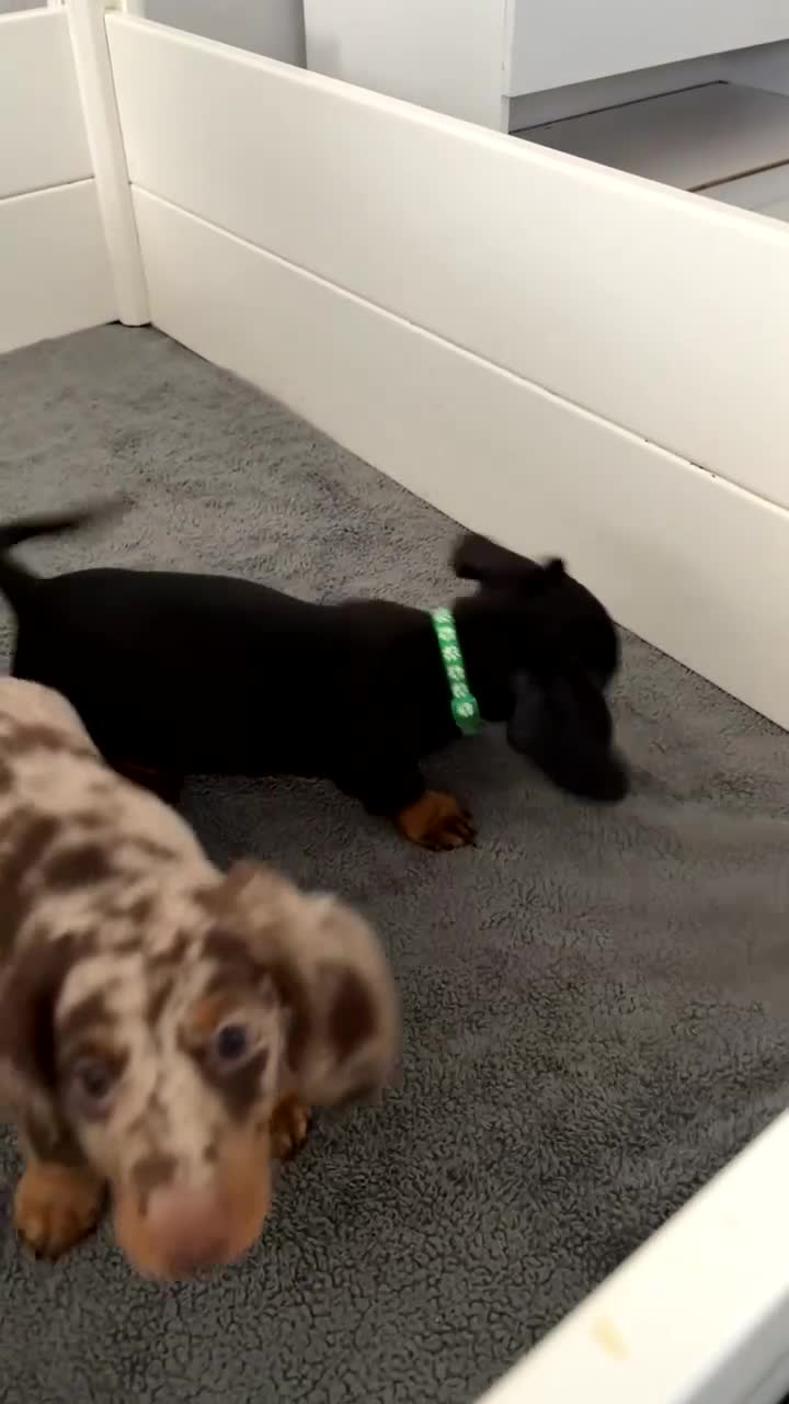 Dachshund dogs for sale: Dachshund boy  - Video 1