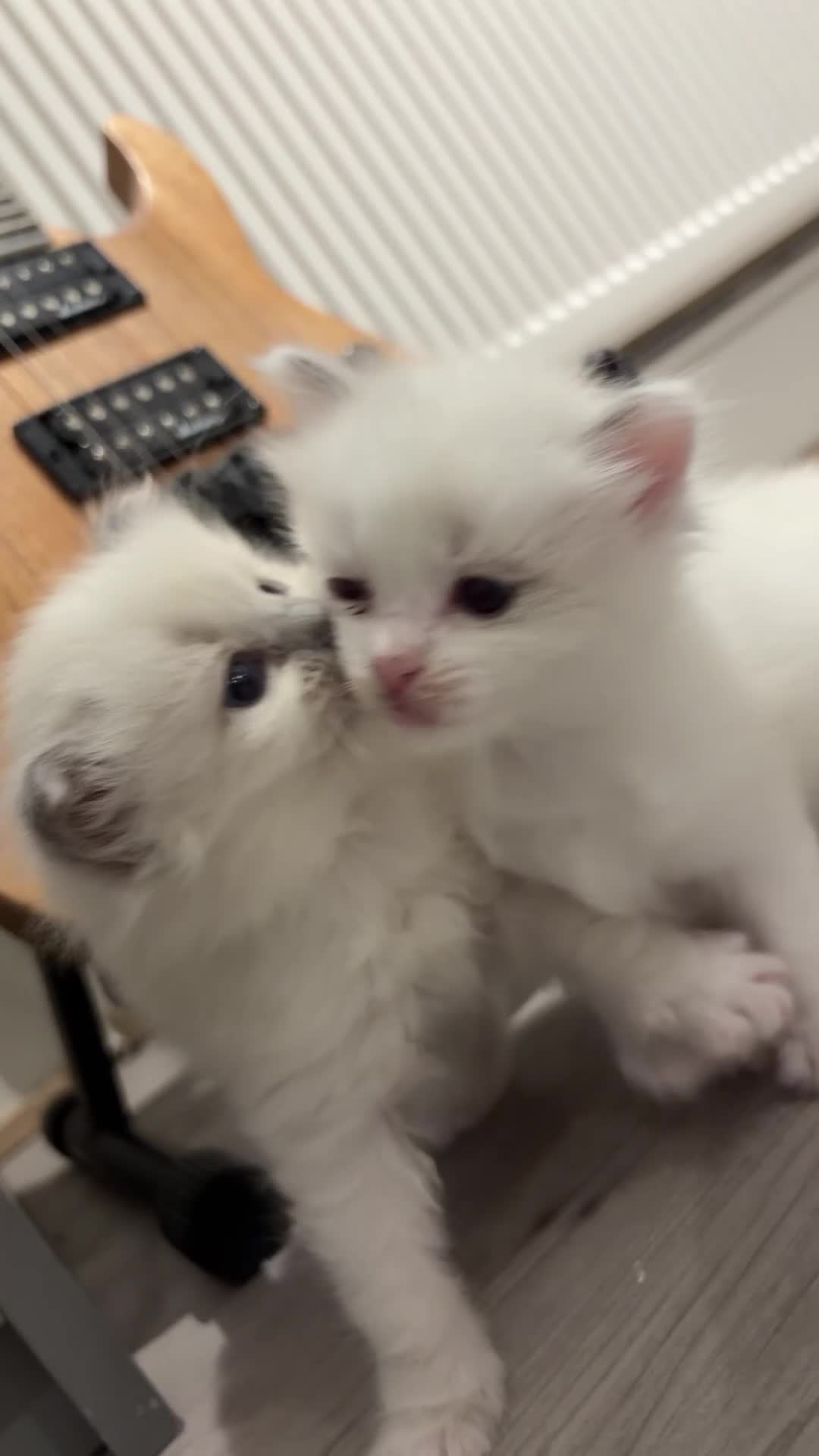 Ragdoll cats for sale: (ONLY 1 LEFT) Cuddly ragdoll kittens  - Video 1