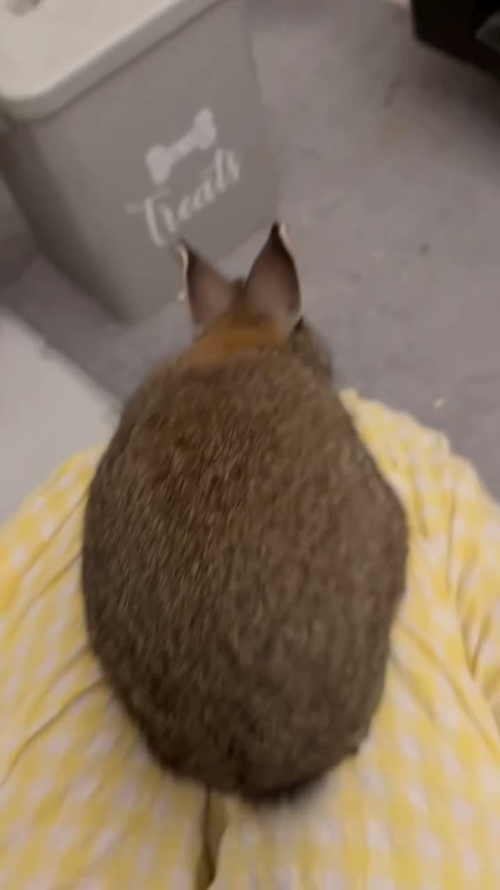 Netherland Dwarf rabbits for sale: Netherland boy rabbit for sale - Video 1