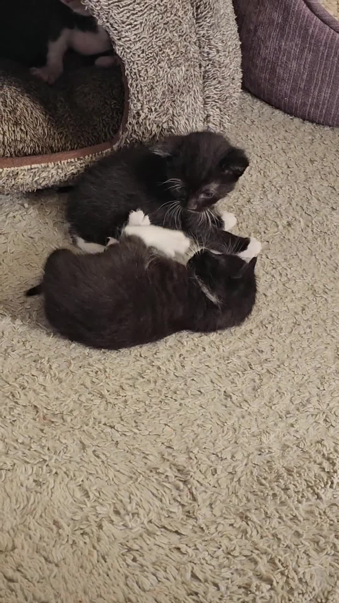 Mixed Breed cats for sale: Adorable Black & White (Tuxedo) Kittens  in Saint Austell - Video 1