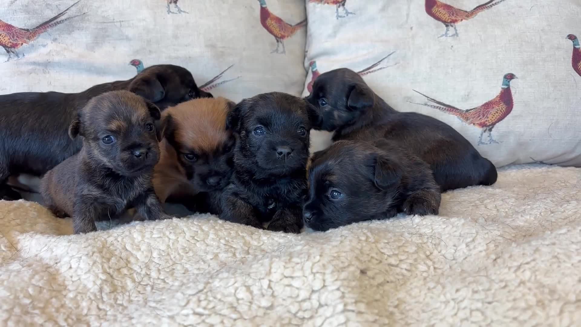 Mixed Breed dogs for sale: Cairn x Patterdale  - Video 1