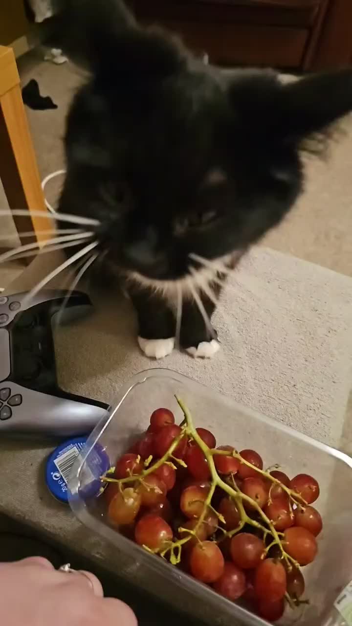Mixed Breed cats for sale: Free To Good Home - Video 2