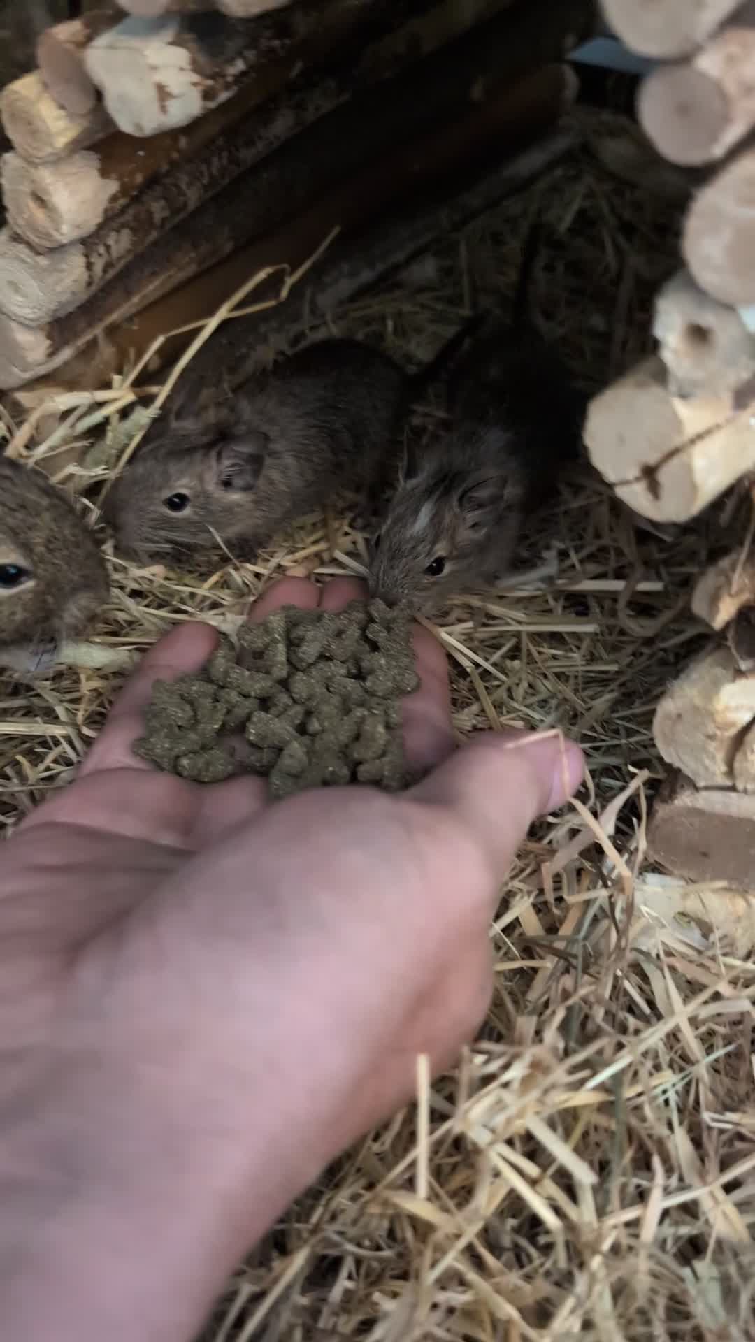 Degus rodents for sale: Lovely Degus ready for their forever homes - Video 2
