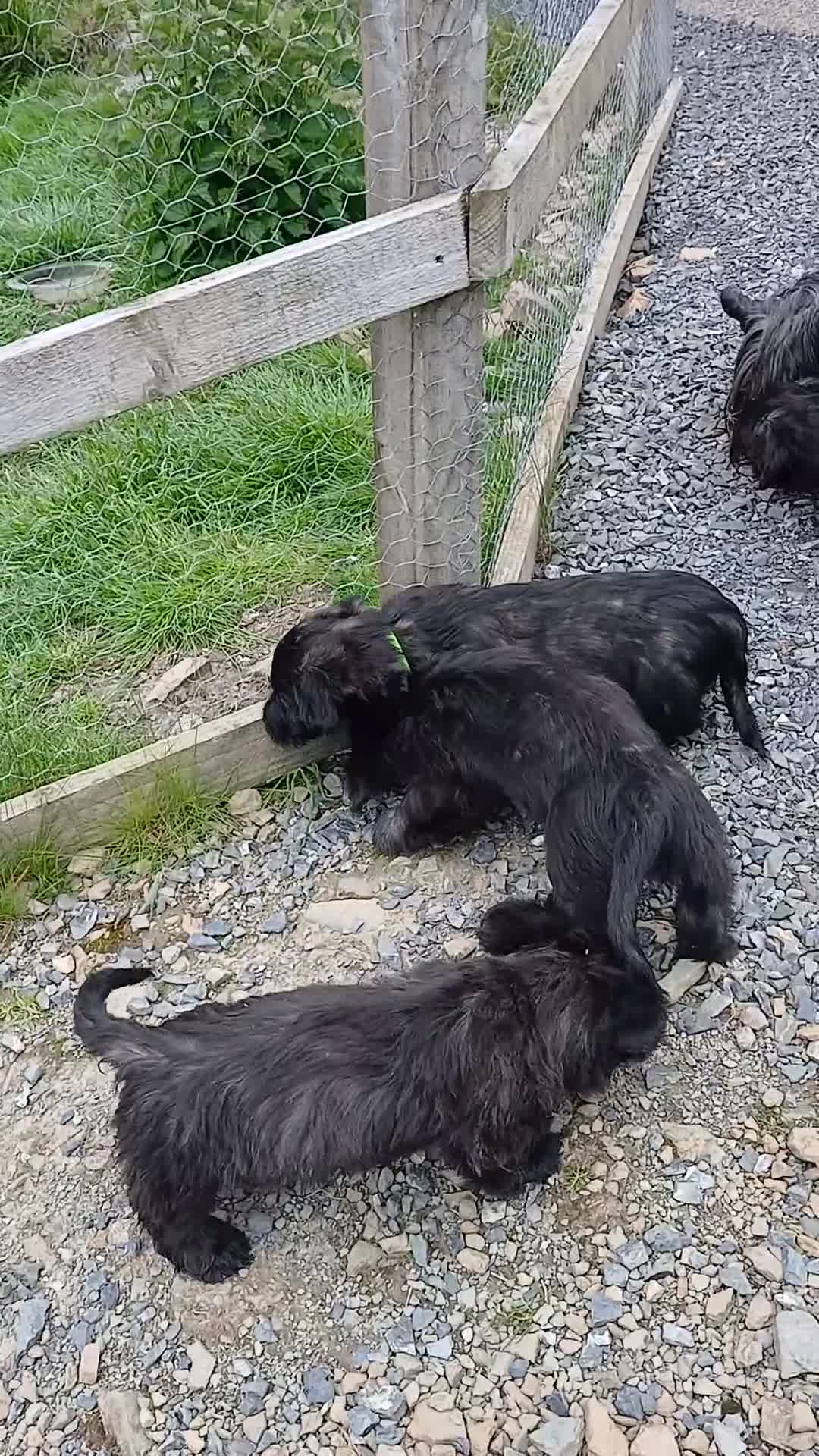 Skye Terrier dogs for sale: Rarely Available SKYE TERRIER Puppies - Video 2