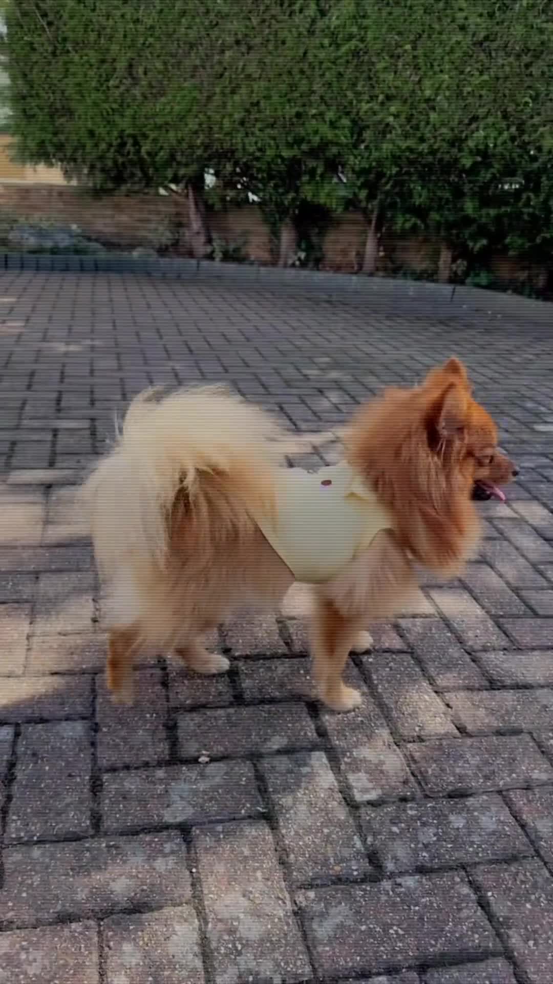 German Spitz dogs for sale: Spike in Waltham Cross - Video 2
