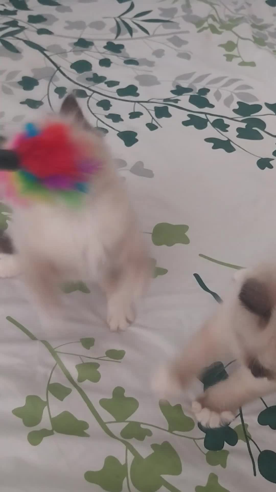 Ragdoll cats for sale: Two gorgeous little rag doll girls .😽😺 - Video 4