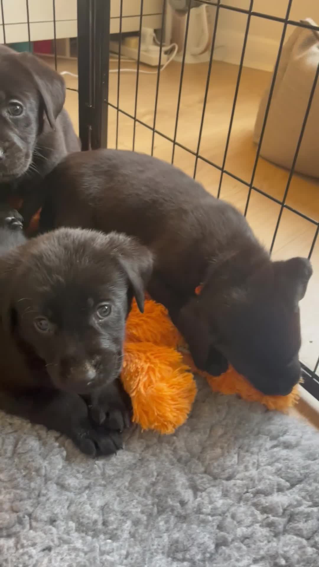 Labrador Retriever dogs for sale:  🐾Gorgeous BLack Labrador Puppies 🐾 - Video 3