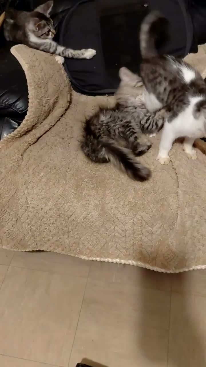 Mixed Breed cats for sale: 3/4maine coon x sphynx - Video 1