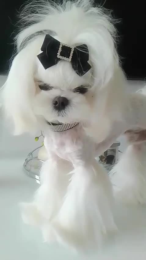 Maltese dogs for sale: 🩵KC reg  Korean doll face Maltese 🩵 - Video 3