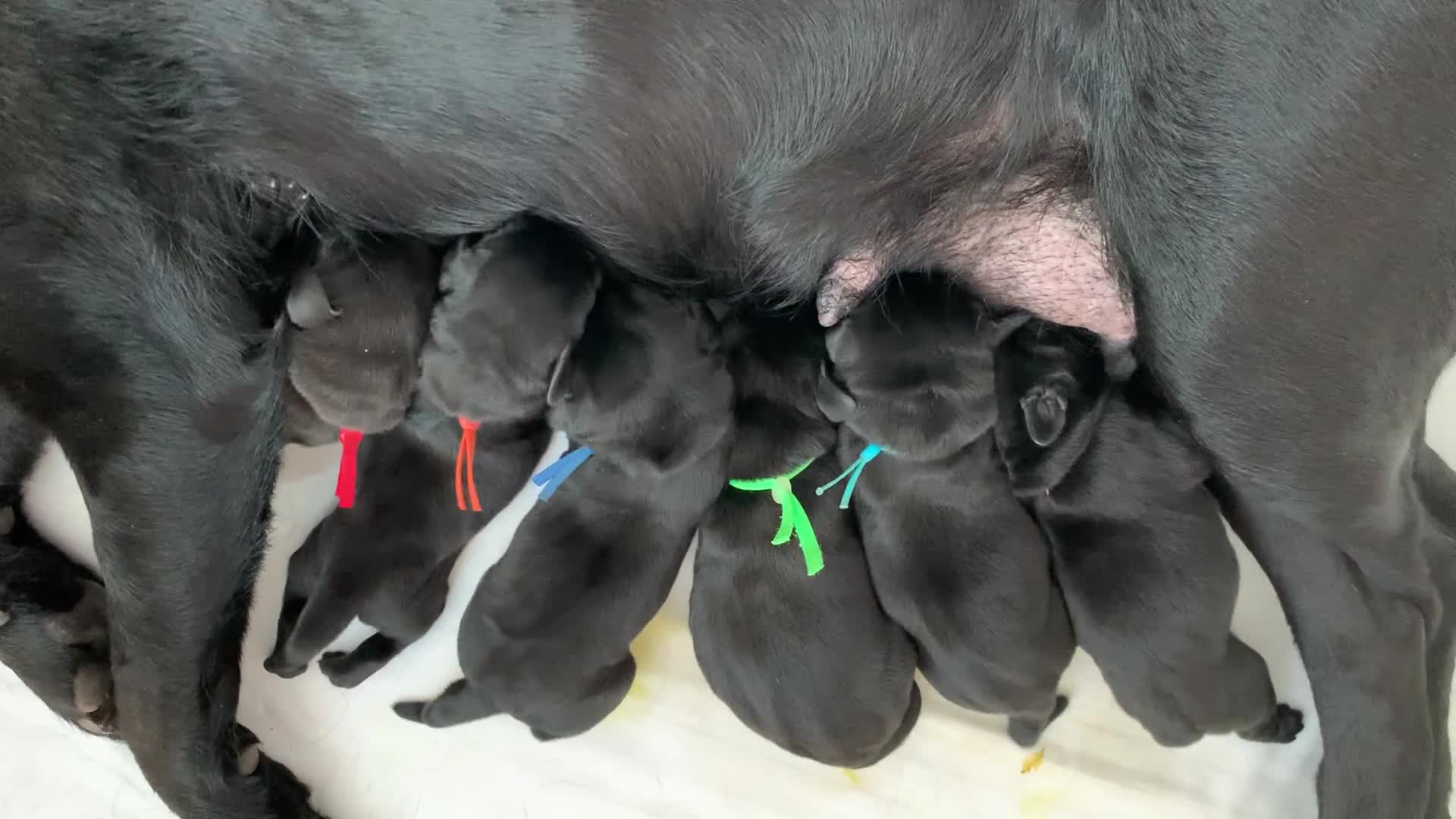 Labrador Retriever dogs for sale: Gorgeous KC Registered black Labrador puppies - Video 1
