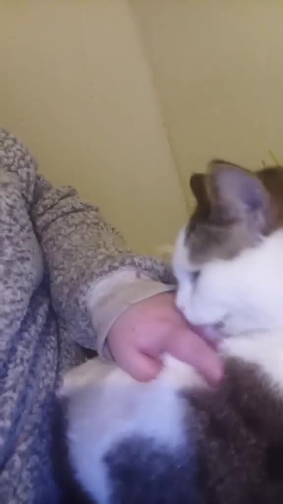 Mixed Breed cats for sale: 1 year old male cat for sale in Consett - Video 1