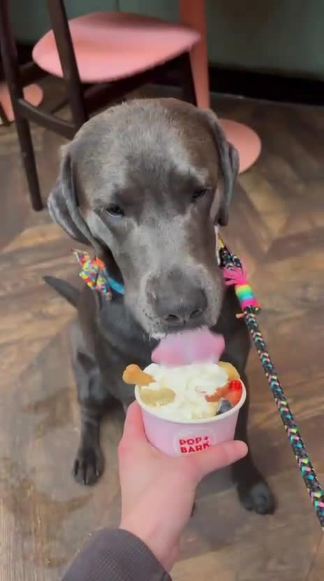 Labrador Retriever dogs for stud: Charcoal Labrador For Stud - Video 2