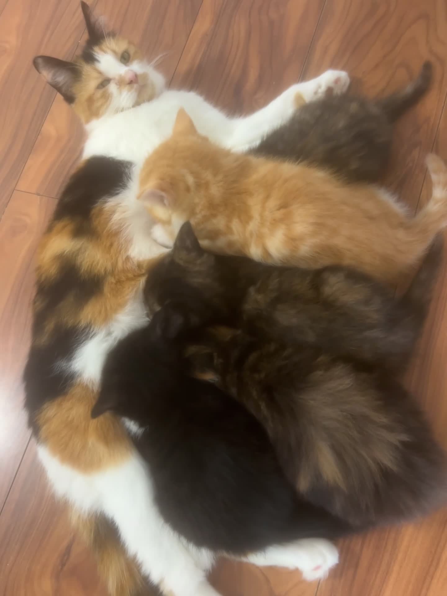 Maine Coon cats for sale: 1 female kitten 8 weeks old 1/4 main coon breed in Warrington - Video 2
