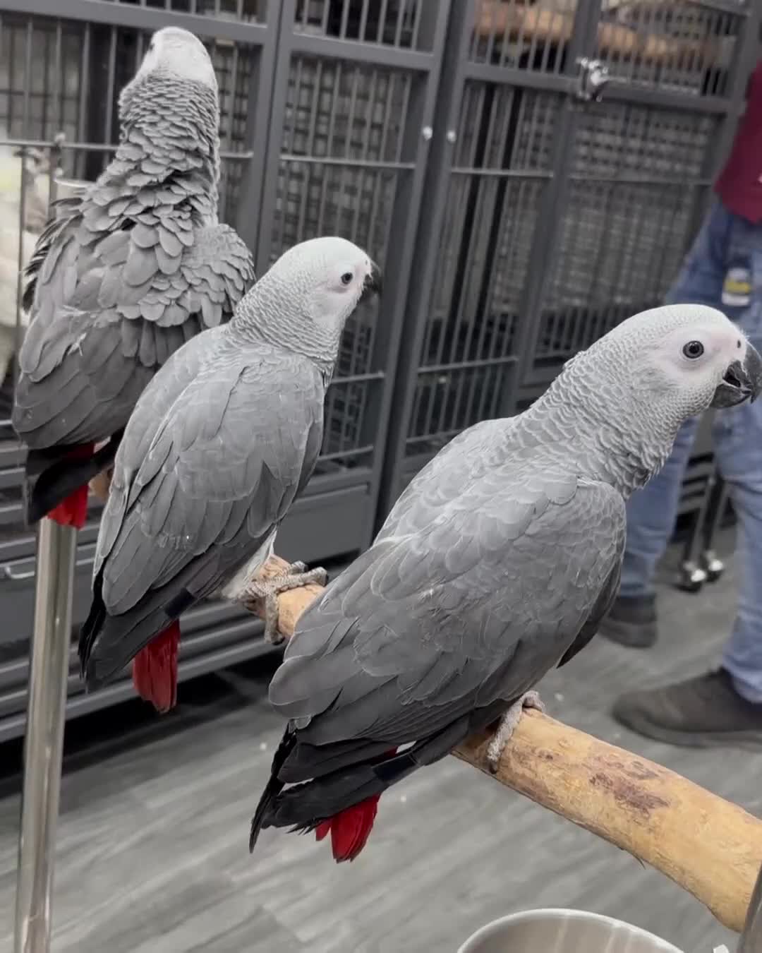 Parrots birds for sale: Tamed Parrots, African Greys and more - Video 1