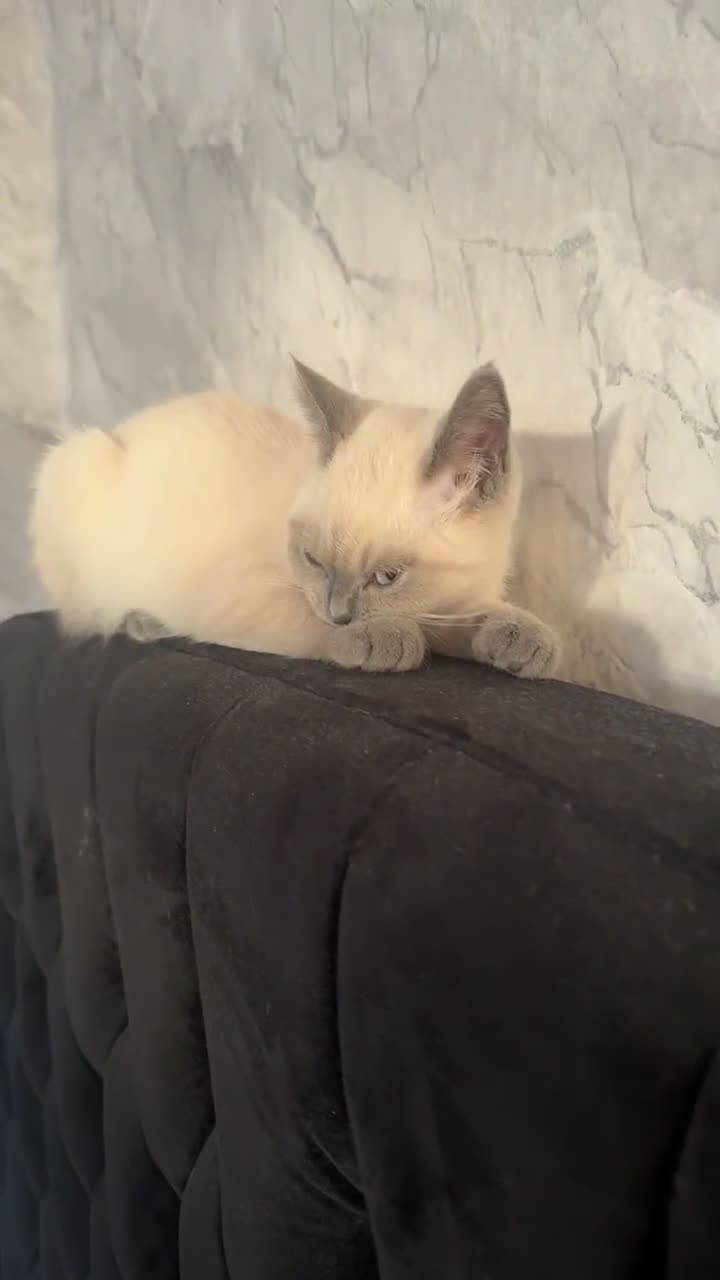 British Shorthair cats for sale: Grey british shorthair - Video 1