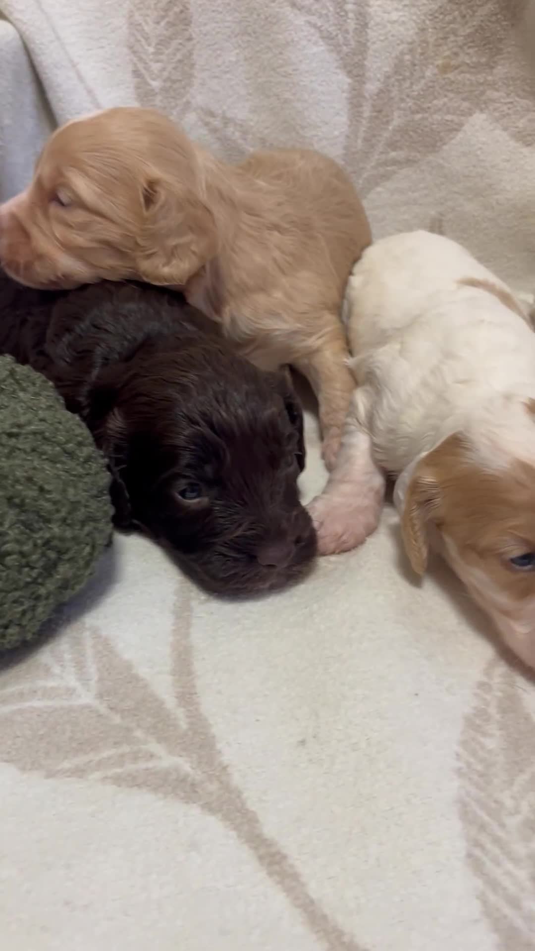 Cockapoo dogs for sale: Beautiful F1 Cockapoos For Sale  - Video 1