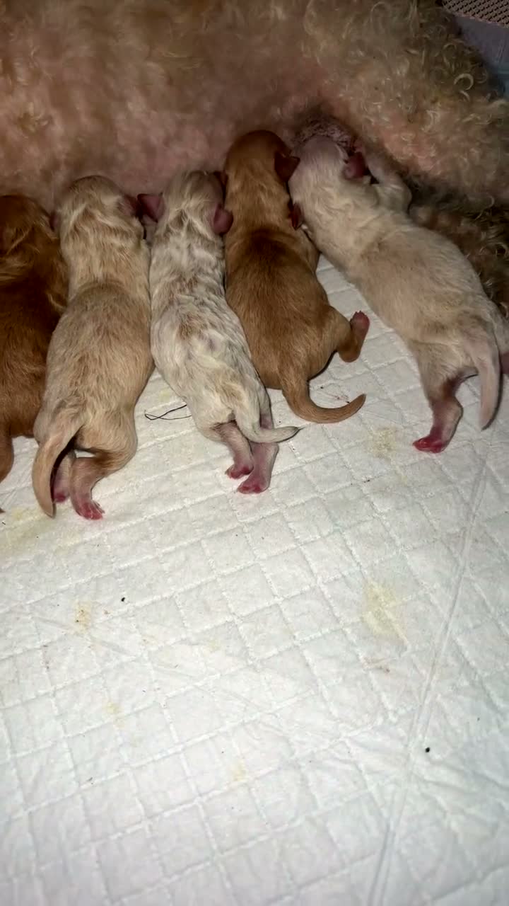 Maltipoo dogs for sale: 5 Maltipoo Puppies Looking For There Forever Homes - Video 1