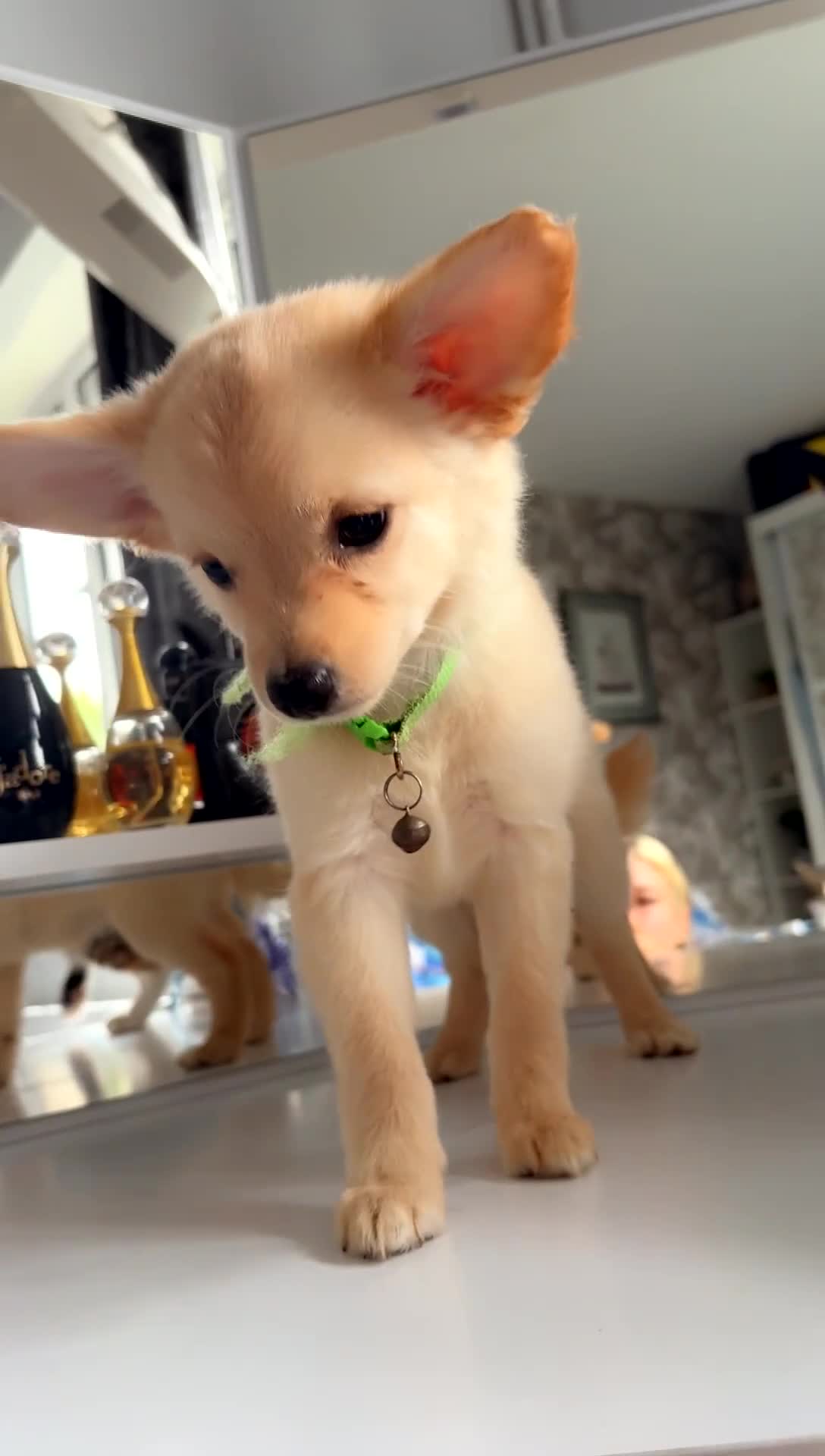 Chihuahua dogs for sale: Chihuahua x Italian volpino (5 puppies left ) 🏆 - Video 2
