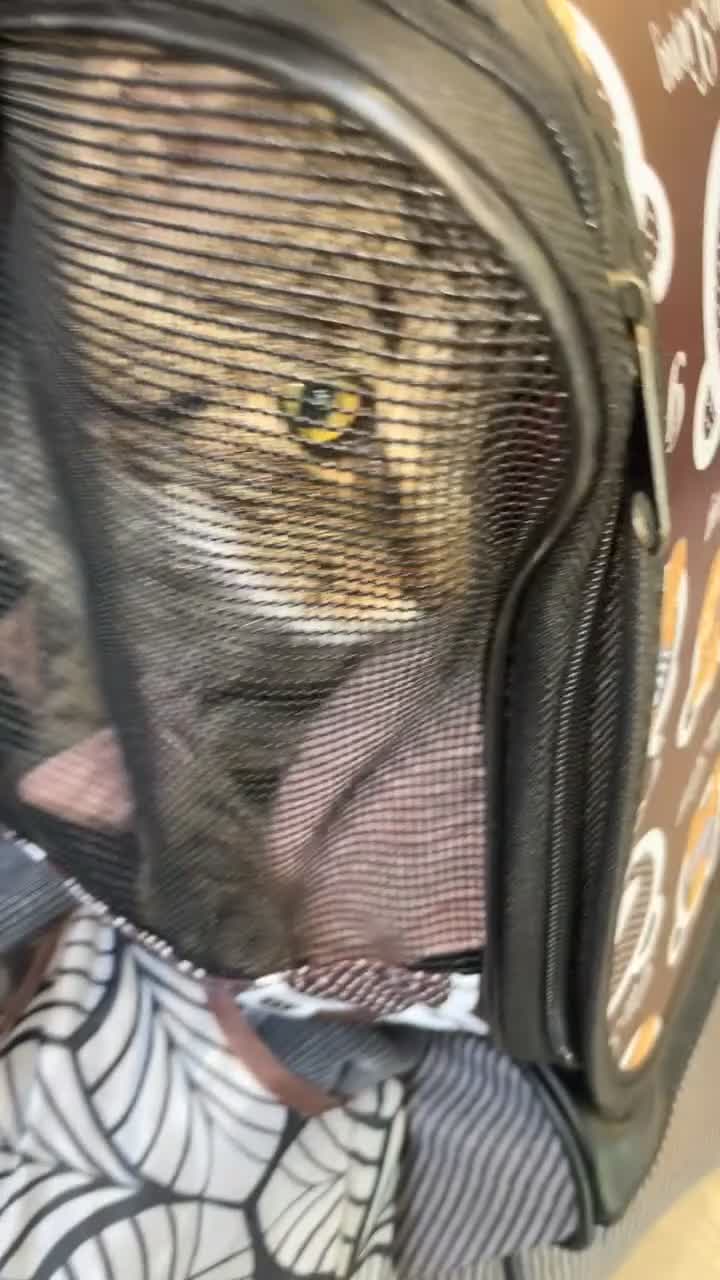 Mixed Breed cats for sale: Sweet Playful 7-Month-Old Cat Seeking Forever Home in Lancaster - Video 2