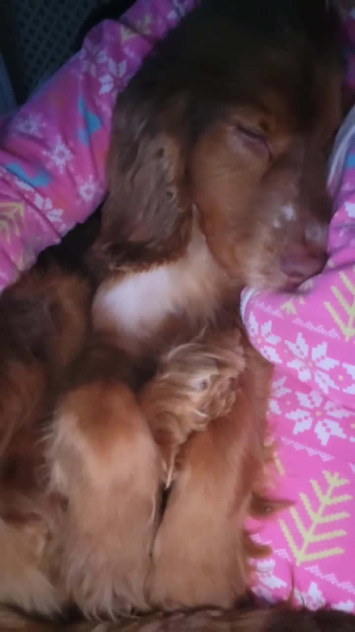 Cocker Spaniel dogs for sale: Buddy the cocker spaniel - Video 3