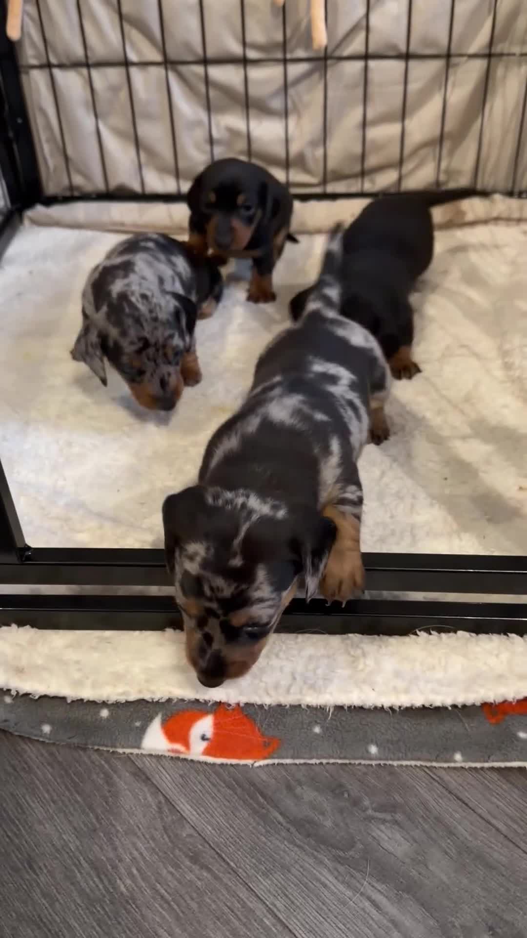 Miniature Dachshund dogs for sale: Miniature Dachshund  - Video 2