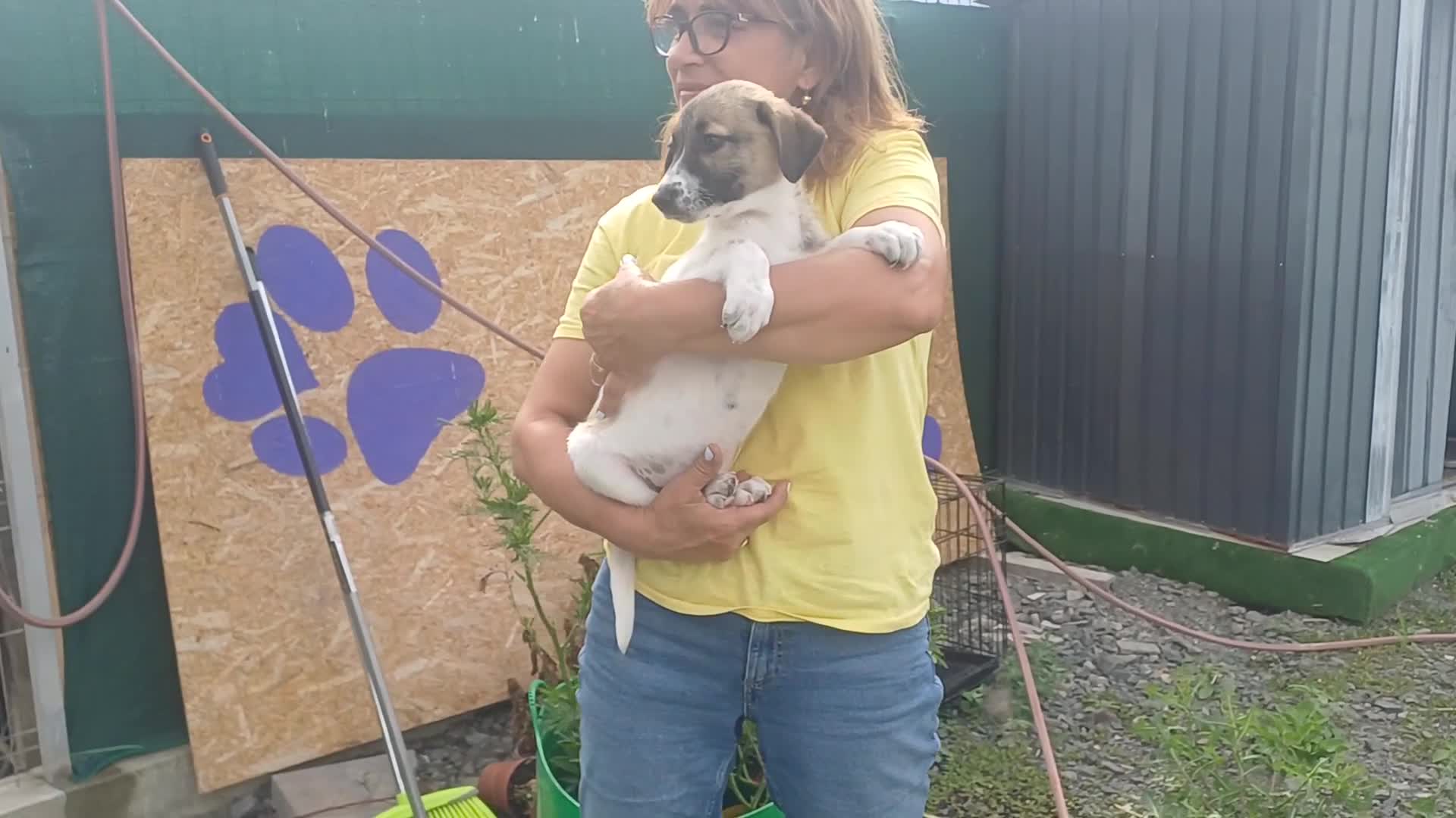 Mixed Breed dogs for adoption: 💔 GISELLE - A Lovely Girl for a Loving HOME ❤️ in Nottingham - Video 2