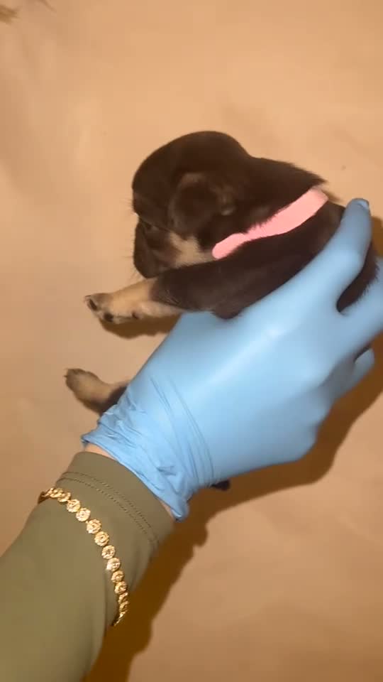 French Bulldog dogs for sale: Beautiful French bulldog puppies for sale  - Video 2