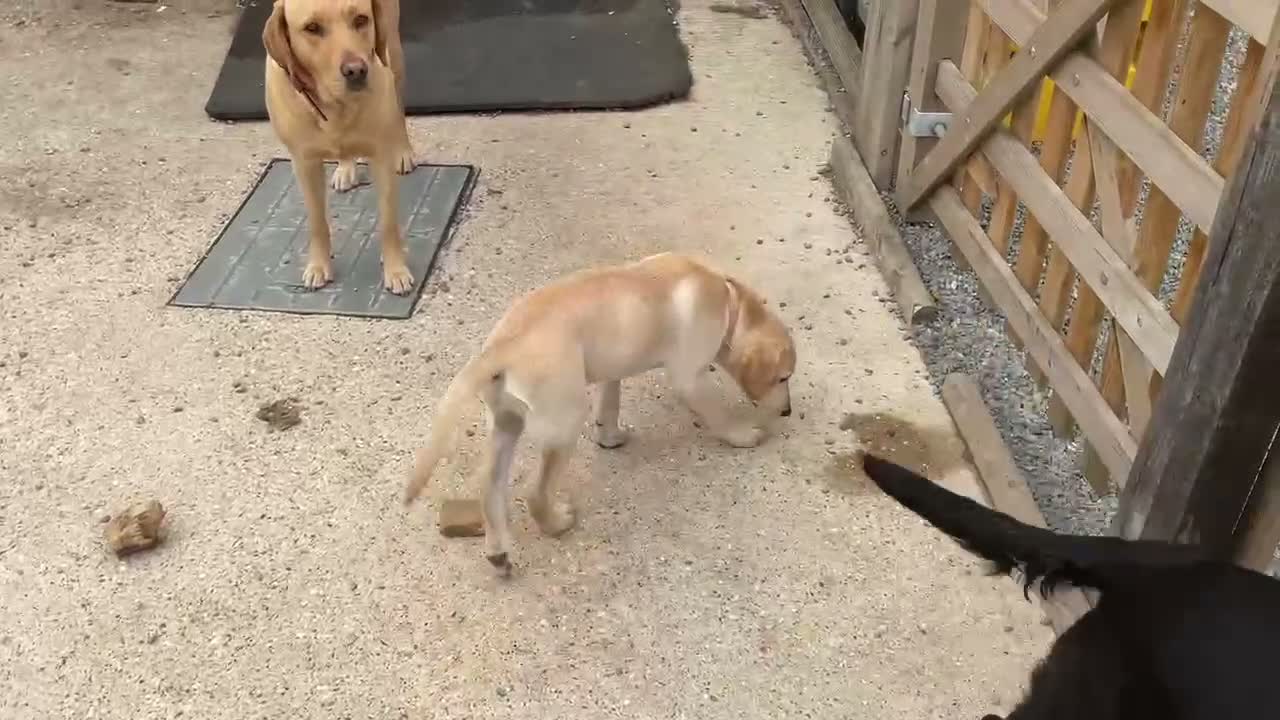 Labrador Retriever dogs for sale: Labrador four month old puppy girl - Video 1