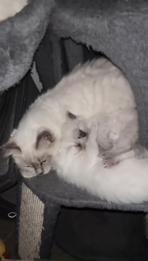 Ragdoll cats for sale: Stunning Ragdoll Kittens - Ready to leave - Video 1