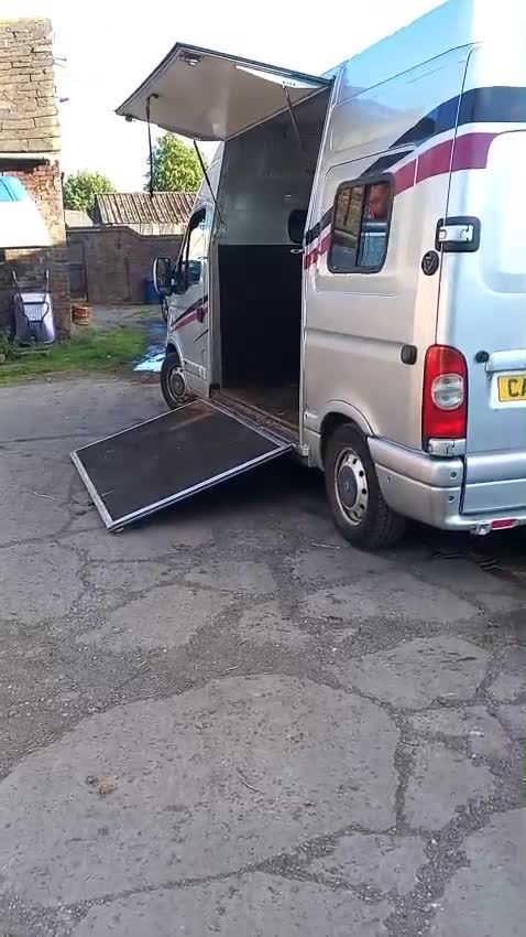 Welsh Section D horses for sale: **Honest Ad** - Video 2