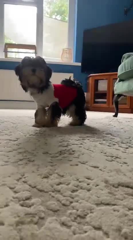 Morkie dogs for sale: Teacup Teddybear babies  - Video 3