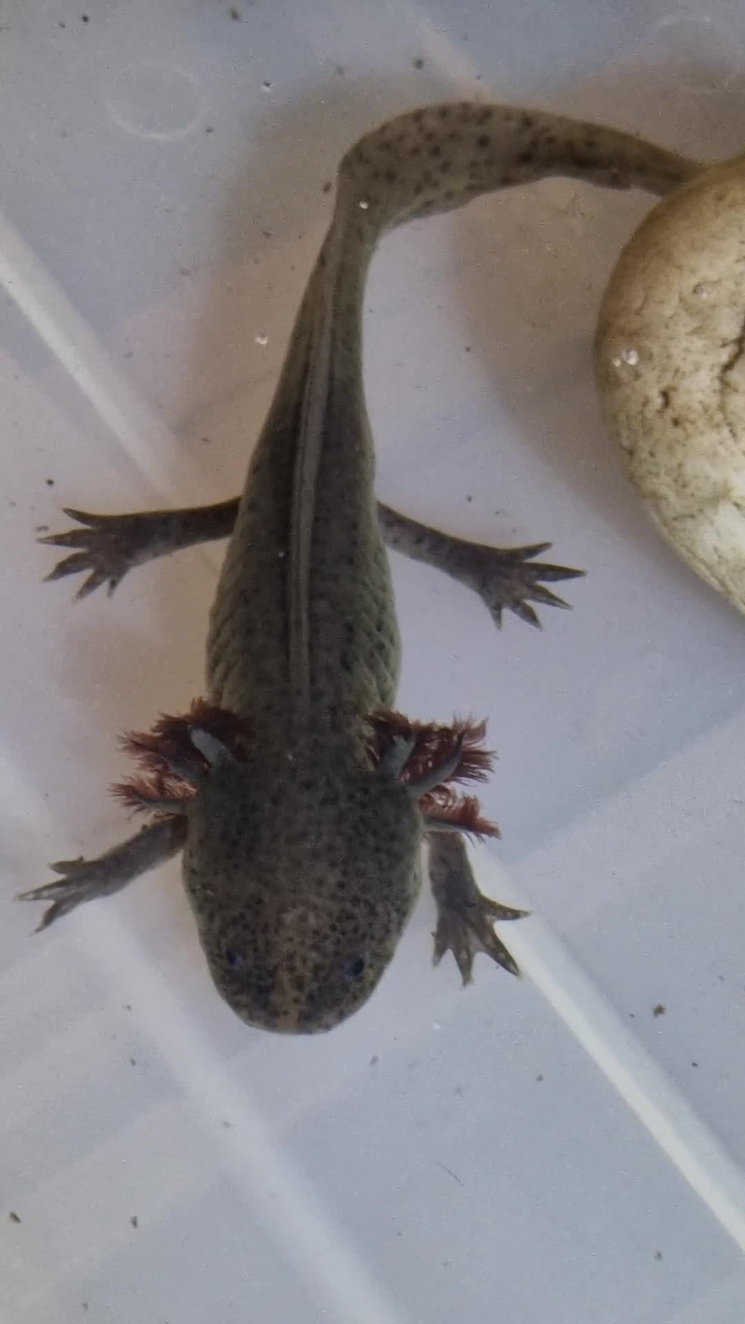Axolotl reptiles for sale: Axolotl (Wild, Male) - Video 2