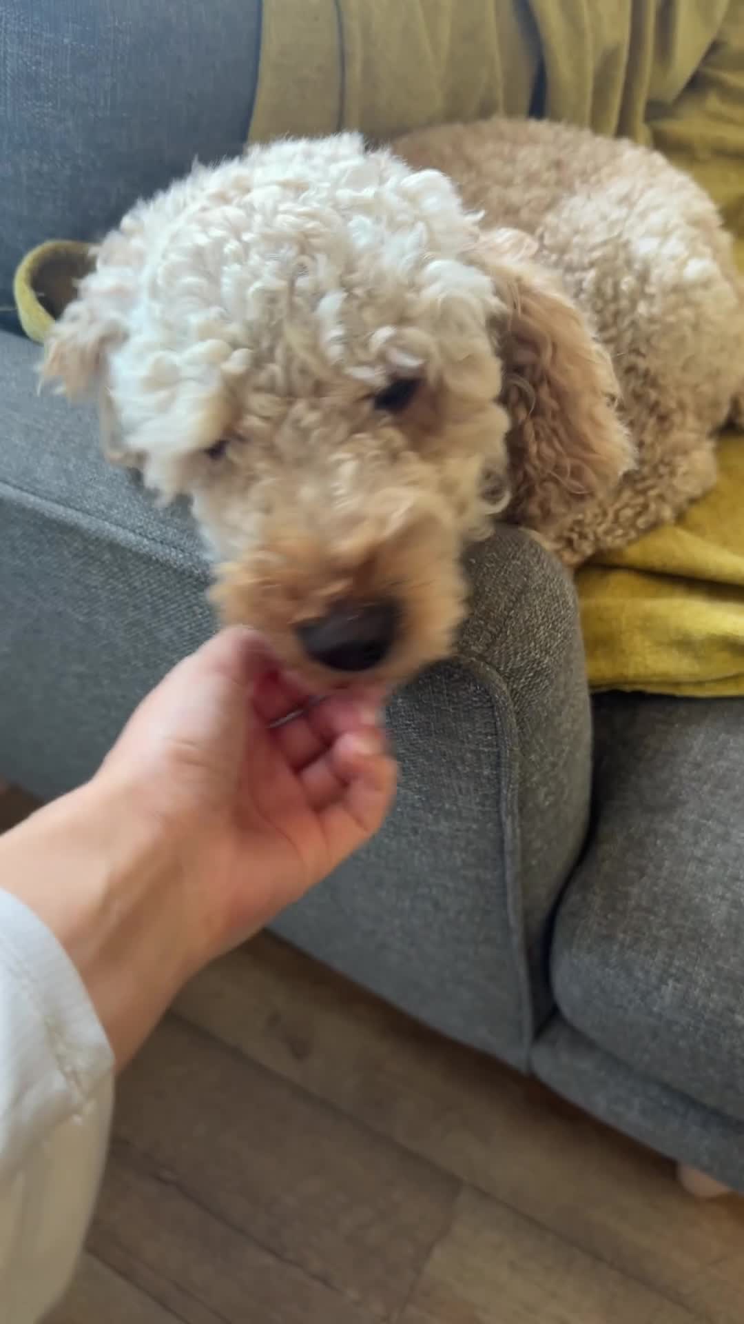 Cockapoo dogs for sale: Family pet looking for a new loving home  in Norwich - Video 1