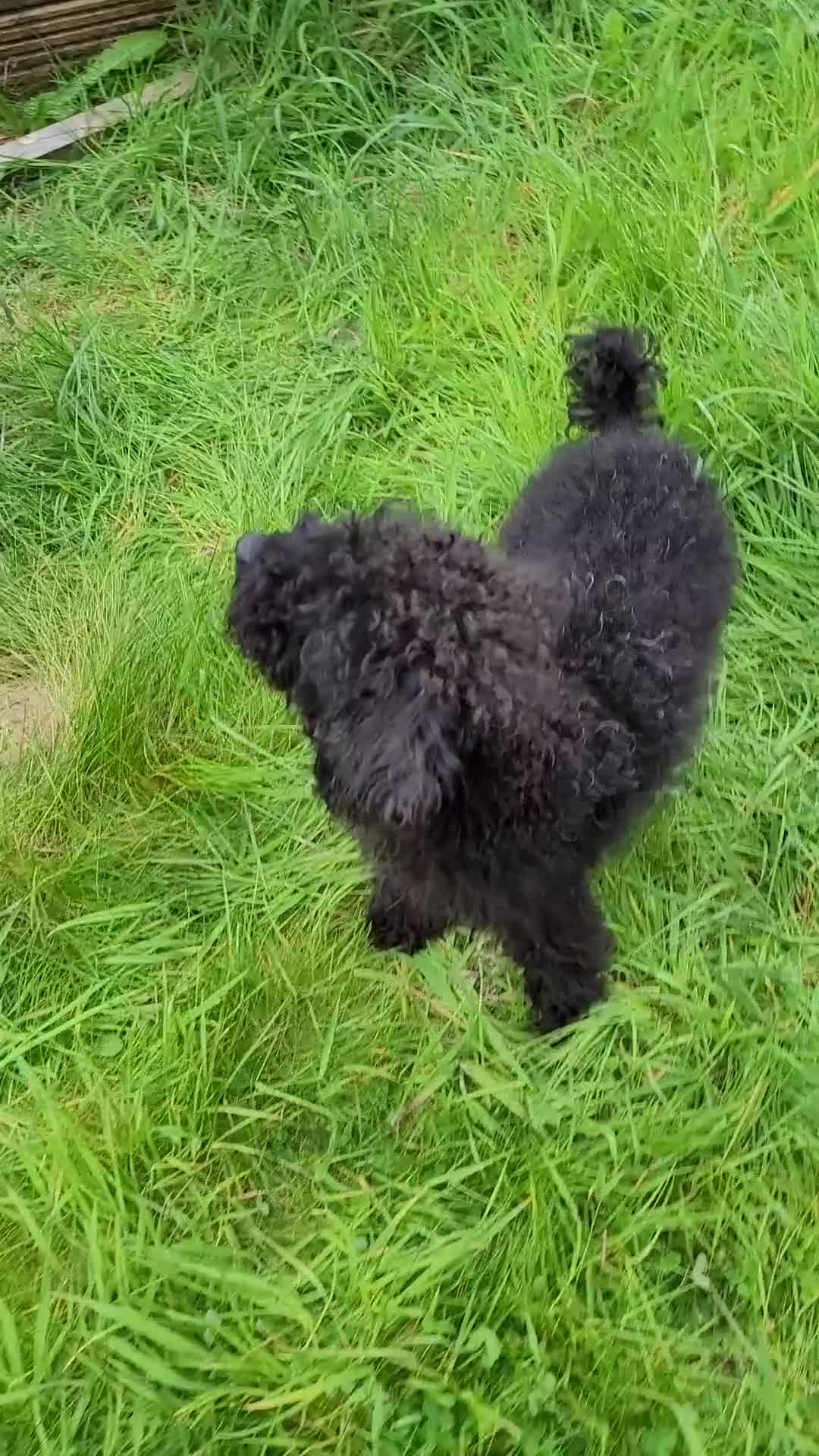 Labradoodle dogs for sale: Labradoodle puppies only girls available  - Video 1