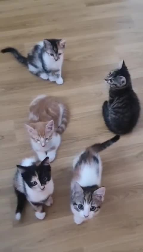 Mixed Breed cats for sale: 5 BEAUTIFUL KITTENS 😸 LOOKING FOR FOREVER HOME   - Video 1